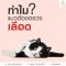 ทำไมเราจึงควรตรวจเลือดแมวเป็นประจำ 